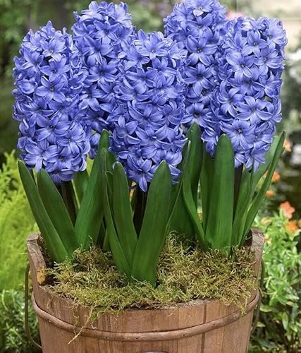 Bedding/Indoor/Outdoor Hyacinth 'Delft Blue' Spring Bulbs in A 13 Cm Pot