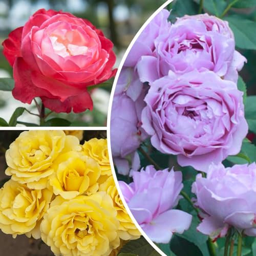 Piante di rose Collezione Esclusiva (3 piante profumate), mix di grandi piante perenni resistenti, piante dall'Olanda per giardino e vaso (senza semi, bulbi e non artificiali)