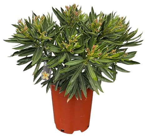 Tropictrees Nerium Oleander Pflanzen Winterhart mit gelben Blüten, 60–80 cm Höhe, Winterharte Pflanzen für Garten, hitze- und trockenheitsresistenter Strauch