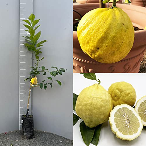 SAVINI VIVAI Citronnier, agrume, pain au citron en Phytocell, hauteur 100-120 cm 1 an de raffinement, fabriqué en Italie