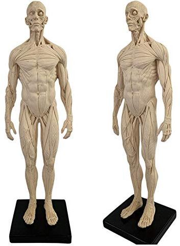 ERNZI Menschliche Anatomische Muskelknochen-Modell-11Inch Männliche Anatomie-Figur Menschlicher Körper Muskelskelett-Modell-Kunst-Skizze-Malerei-Skulptur Für Künstler-Zeichnungsstudie