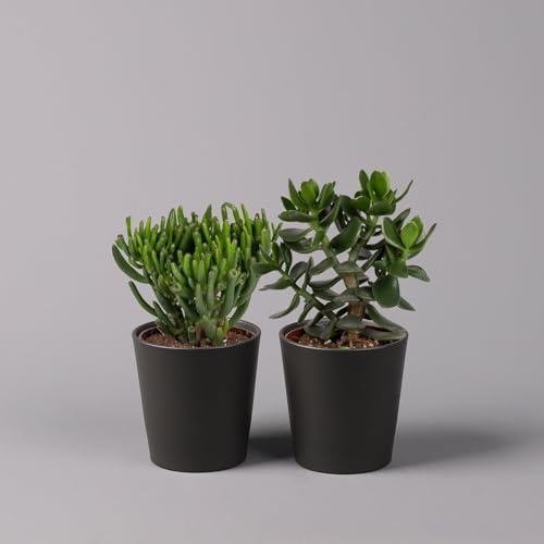 Geldbaum Mix, Sorten zufällig, Topf-Ø 12cm, in Keramiktopf anthrazit, 3 Pflanzen