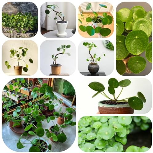 semi di pilea vasi per piante pianta in vaso decorazione del balcone piante d'appartamento esotiche resistenti all'esterno pilea peperomioides resistenti in vaso pianta perenne 500pcs