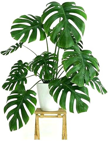 Monstera Fertilizer Professional Nursery Grade 4 LB 6 Month Slow Release Monstera deliciosa Plant Food
