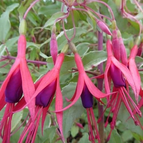 6x Fuchsia de Magellan 'Tricolorii' - Fuchsia magelllanica ‘Tricolor’ - Godet 9x9cm