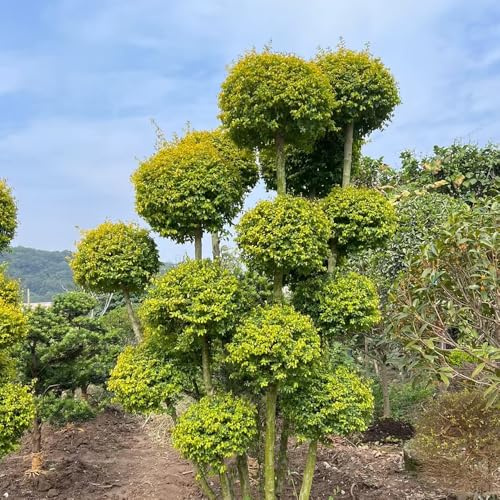 alheña de interior purificadoras de aire Ligustro lucidum Decoraciones jardín raras exteriores jardín resistentes seto hoja interior con 200semillas