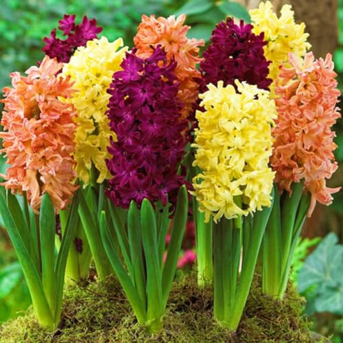 Hyacinth Bulbs-Hyacinth Bulbs for Planting Now UK,Wedding Flowers,Garden Flowers,Cut Flowers,Plant Bulbs-5bulbs-d