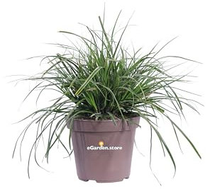 Pianta di Carex Comans Frosted Curls o Carice pianta graminacea ornamentale da esterno pianta vera di Carex venduta da eGarden.store