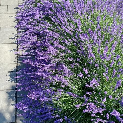Semi di lavanda biologici, lavandula angustifolia, giardino da interno di lavanda resistenti perenni balcone giardino 500pcs