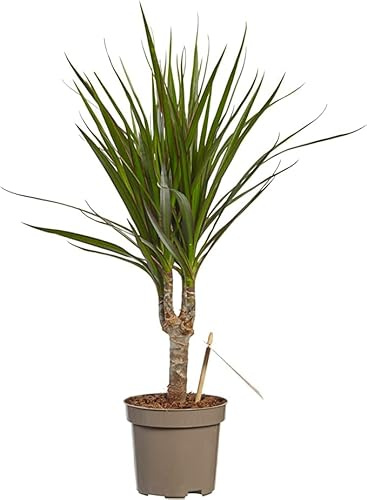 Dracaena Marginata Planta Natural de Origen Tropical Fácil de Cuidar