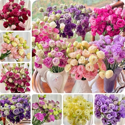 ZXZHYiYao 300 Granos de Flores de lisianthus mélangées Maison Jardin Balcon Platycodon Fleurs