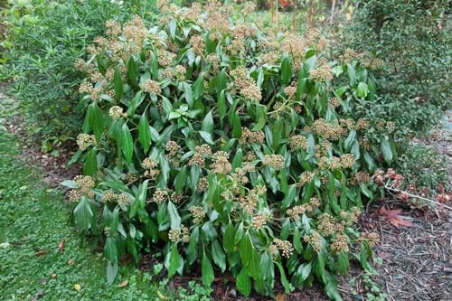 Hedera colchica 40-60 cm – Winterhart, Immergrün, Pflegeleicht – Persischer Efeu – Kletterpflanze für Fassade & Rankhilfe