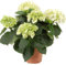 Hydrangea Blanca - Hortensia - Planta Natural con Floración de Larga Duración