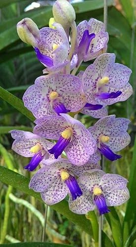 Rizoma Di Cymbidium Orchidea, Resistenti Al Freddo E Alla Siccità, Facile Da Coltivare, Adatto A Primavera E Autunno-3 Rizoma-I