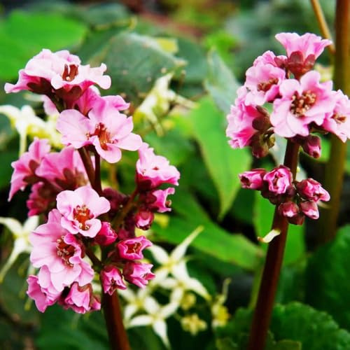 semi di Bergenia, giardino decorazione del balcone rara da esterno, resistente 100pcs