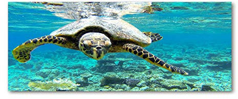 Tulup Impression sur Verre 125x50 cm Image Tableau Photo décorative panoramique pour la Cuisine et Le Salon - Animaux - Tortue De Mer - Bleu