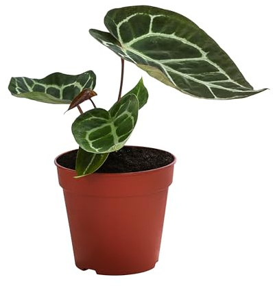 Dehner Herzblattblume, silbrige Blattadern, ca. 25 cm, Ø Topf 12 cm | Anthurium crystallinum, exotische Zimmerpflanze, pflegeleicht, für halbschattige Standorte