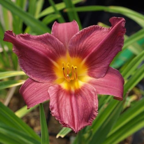 6 x Lis d'un jour, Hémérocalle 'Summer Wine' - Hemerocallis - Godet 9x9cm - Fleurs rouges foncées, floraison estivale, massifs