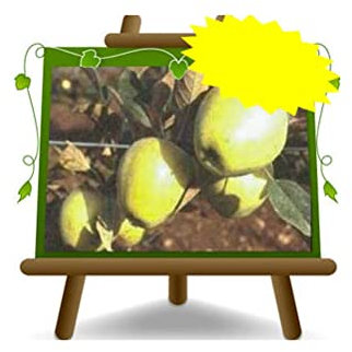 EURO PLANTS VIVAI Pommier Capo d'Asino Fruits anciens plante fruitière en pot de 20 cm hauteur 150-170 cm - Âge 2 ans