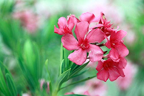Germinazione I Semi: Nerium 'Calypso' Semi Oleander [250-300 pro Confezione (0,5 Gramm)] Hot Fiori Rosa !!