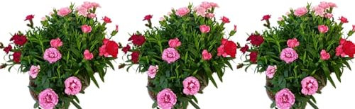 Pack de 3 plantas Clavel Variado, 15-20 cm. Dianthus caryophyllus. Flores coloridas y fragantes, ideales para jardines y arreglos florales. Segura Garden.