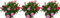 Pack de 3 plantas Clavel Variado, 15-20 cm. Dianthus caryophyllus. Flores coloridas y fragantes, ideales para jardines y arreglos florales. Segura Garden.