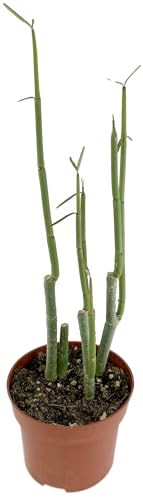 Fangblatt - Ceropegia dichotoma - gabelige Leuchterblume im Ø 12 cm Topf - außergewöhnliche Zimmerpflanze - Sammlerpflanze