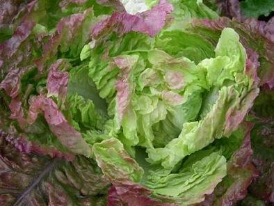 Lettuce Carmona 1,000 Seeds