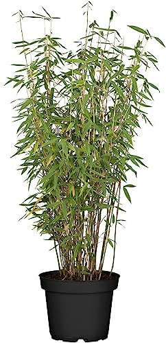 Bambú Vivo una Planta Natural para llenar de Frescura tu Patio
