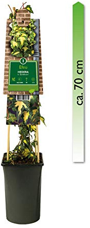 mgc24 Hedera helix, Goldheart, Gelbbunter Efeu im 2l-Container, 3 Pflanzen