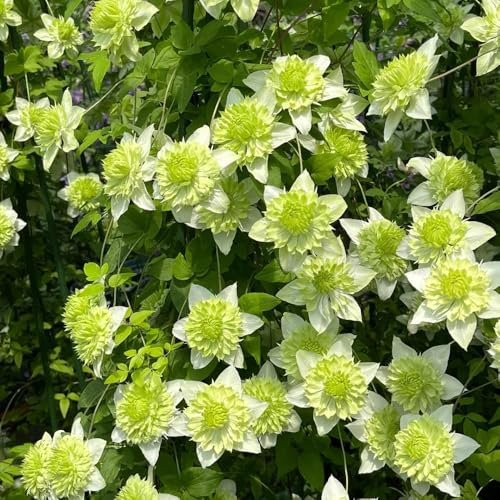 bulbi di resistenti alla clematide, precoci per balcone selvatici giardino 5pcs