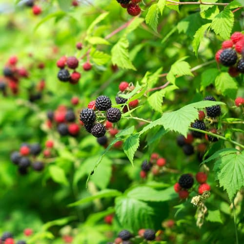 Himbeeren - balkongewächshäuser exotische obstpflanzen alte sorten zwergobstbäume winterhart seltene obstbaum obstbäume kaufen obstsamen säulenobst balkonpflanzen säulenobstbäume 450Samen
