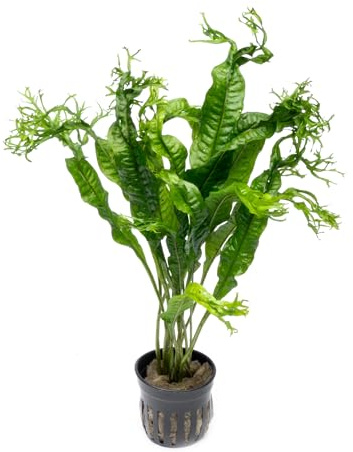 SubstrateSource Java Fern Live Aquarium Plants - Potted Freshwater Plant for Fish Tanks - Beginner Friendly, Low Light (Windelov, 1 Pot)