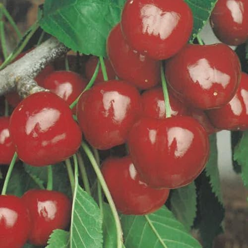 PIANTA DA FRUTTO CILIEGIA GIORGIA in vaso 24 - età 3/4 anni