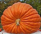 Riesenkürbis Atlantic Giant Samen, Cucurbita maxima, Weltrekord Kürbis (50 Samen)