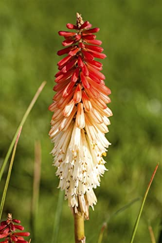 Kniphofia uvaria 'Flamenco' 9x9 cm Topf – Winterhart, Mehrjährig, Pflegeleicht – Fackellilie – Staude für Beet & Rabatte