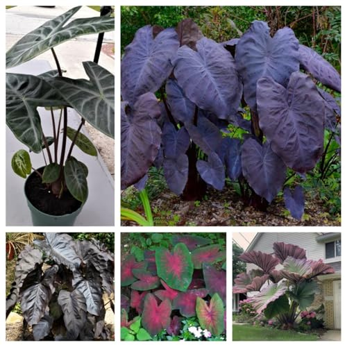 Bulbo de oreja de elefante.Con tallo alto y hojas grandes. Perenne resistente al frío. Hojas perennes.Para cultivo de jardín. -3 bulbos-A