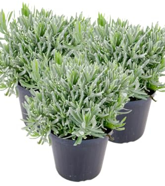 3er Set Italienischer Lavendel 15cm Topf, echter Lavendel Pflanze, Lavendula Angustifolia