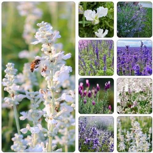 semi di lavanda da balcone resistenti semi selvatici esotici Copertura perenne resistente letto elevato giardino perenne resistenti 35pz