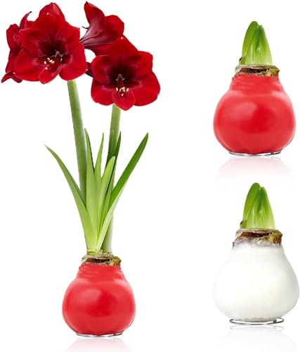 Colección de dos bulbos de amarilis encerados en blanco y rojo, bulbos de flores de gran tamaño 26/28, exclusiva mezcla de flores de Holanda, verdaderos Hippeastrum