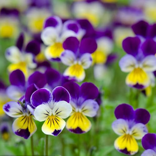 Semi di viola del pensiero, Le perenni sono per luoghi soleggiati 500pcs