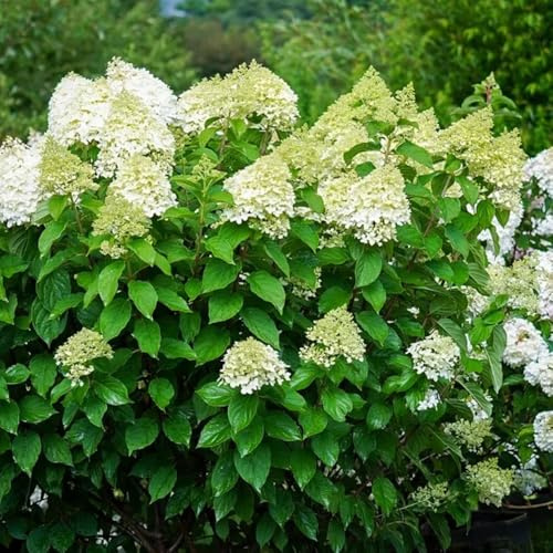 hortensia de panícula reverdecimiento de tejados balcón semillas orgánicas jardín silvestres balcón Hortensias bonsái oficina verano 550pcs