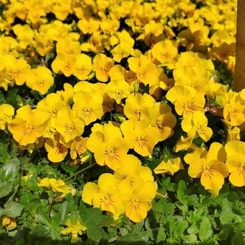 pensamientos semillas resistentes - para balcón pensamiento, trepadoras resistentes, orgánicas jardín 400pcs