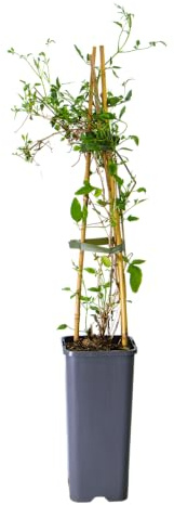 mgc24 Kletterpflanze Clematis tangutica Gold-Waldrebe im 2l-Container 1 Pflanze