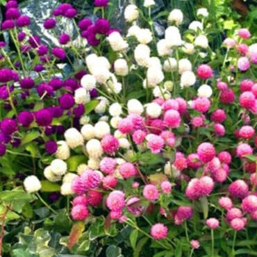 Gomphrena Mix 120 seeds + Freebie + Plant tag Dwarf bedding flower