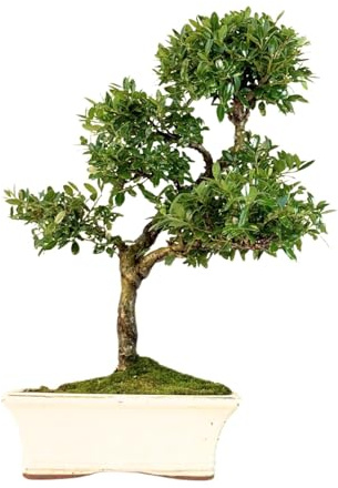 Bonsai Baum mit Keramik Blumentopf - Ligustrum, Ficus, Carmona, Podocarpus, Chinese elm -(Ilex P20, 20cm Schale ca. 8 Jahre)