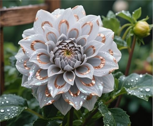 Dalia bulbi,Dalia pianta vera,Piante erbacee perenni,Facile da curare,Decorazione del giardino, bulbi belli e sani(non fiori artificiali)-10 bulbi-E
