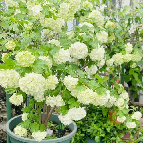 semillas hortensia bola de nieve - Viburnum opulus arbustos resistente silvestres balcón interior primavera decorativas perennes jardín 80pcs