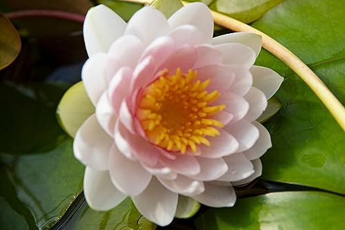 Lincolnshire Pond Plants Ltd - Hollandia Water Lily - Live Water Plant Aquatic Pond Lake Marginal - Kit