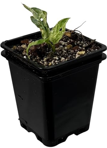 Monstera frozen freckles – seltene Zimmerpflanze mit Panaschierung, Kletterpflanze für Moosstab und Rankstab, exklusive Indoor Jungle Sammlerpflanze für Wohnräume